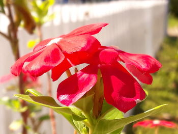 Close-up of red flower blooming outdoors