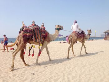 Camel rides at beach