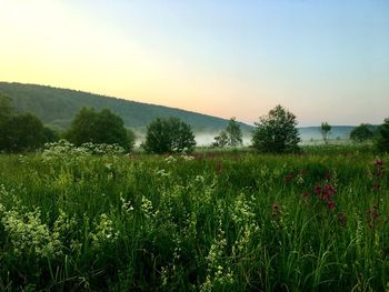 Scenic view of grassy field against sky