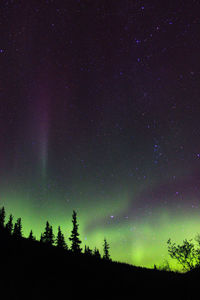 Silhouette trees against star field at night