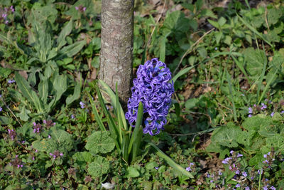 Close-up of purple flowering plants