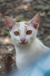 A cat, with cream mixed with white, looking at the camera, a community pet, aceh-indonesia