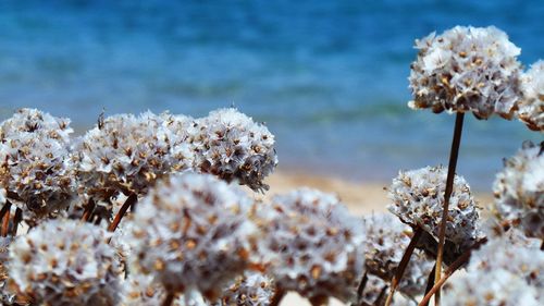 Close-up of white flowers