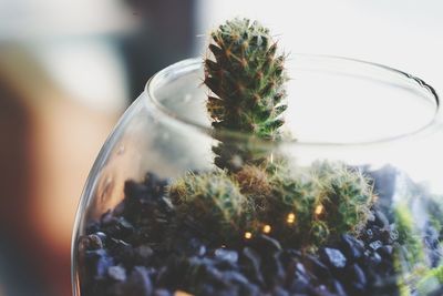 Close-up of potted plant