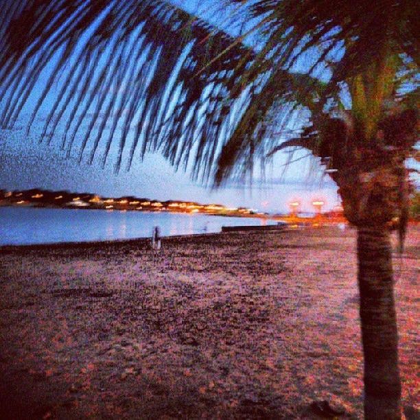 water, tree, tranquility, tranquil scene, beauty in nature, scenics, nature, sea, sky, beach, lake, idyllic, waterfront, outdoors, day, palm tree, river, no people, non-urban scene, rippled