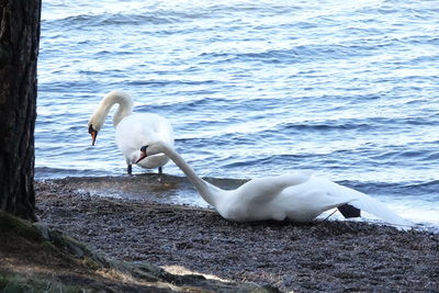 White swan in lake