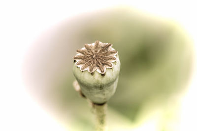 Close up of a beautiful flower in the garden at spring time in old photography style