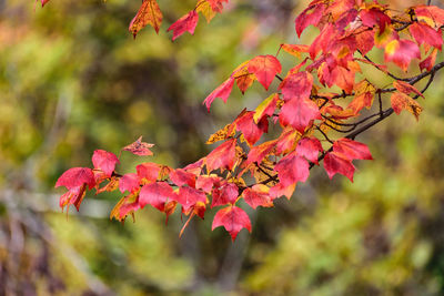 Close-up of pink flowers on tree during autumn