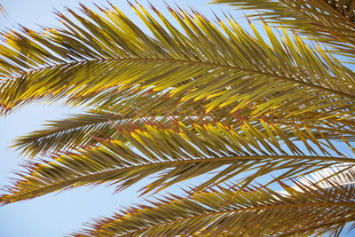 Low angle view of palm tree against sky