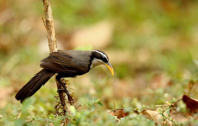 Close-up of a bird perching on a field