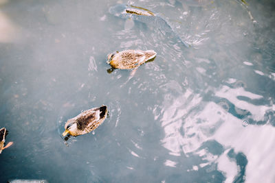 High angle view of duck swimming in lake
