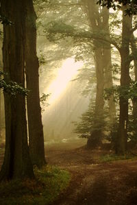 Sun shining through trees in forest