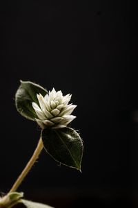 Close-up of flowering plant against black background