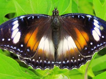 Close-up of butterfly