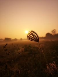 Close-up of stalks on field against sky during sunset