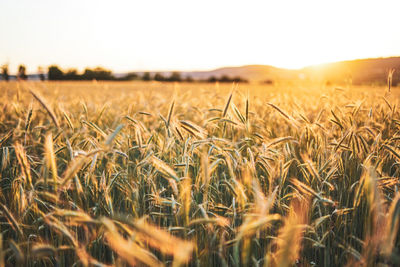 Scenic view of wheat field against sky
