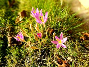 Close-up of pink crocus blooming outdoors