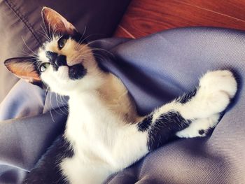 High angle view of cat resting on sofa at home