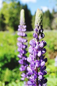 Close-up of fresh purple flowers