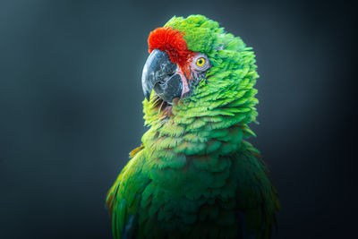 Photography taken of a posing military macaw green parrot - ara militaris