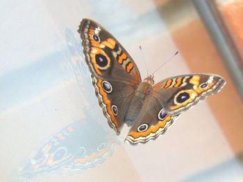 Close-up of butterfly