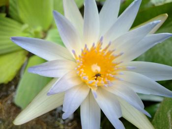 Close-up of crocus blooming outdoors