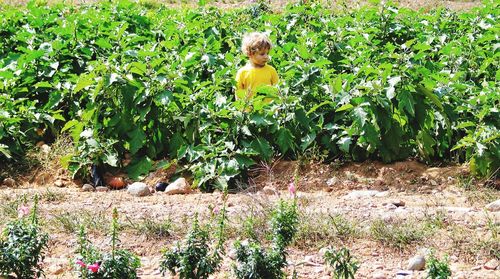 Portrait of shirtless boy standing by plants on field