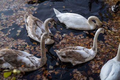 High angle view of swans swimming in lake