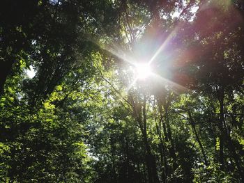 Sun shining through trees