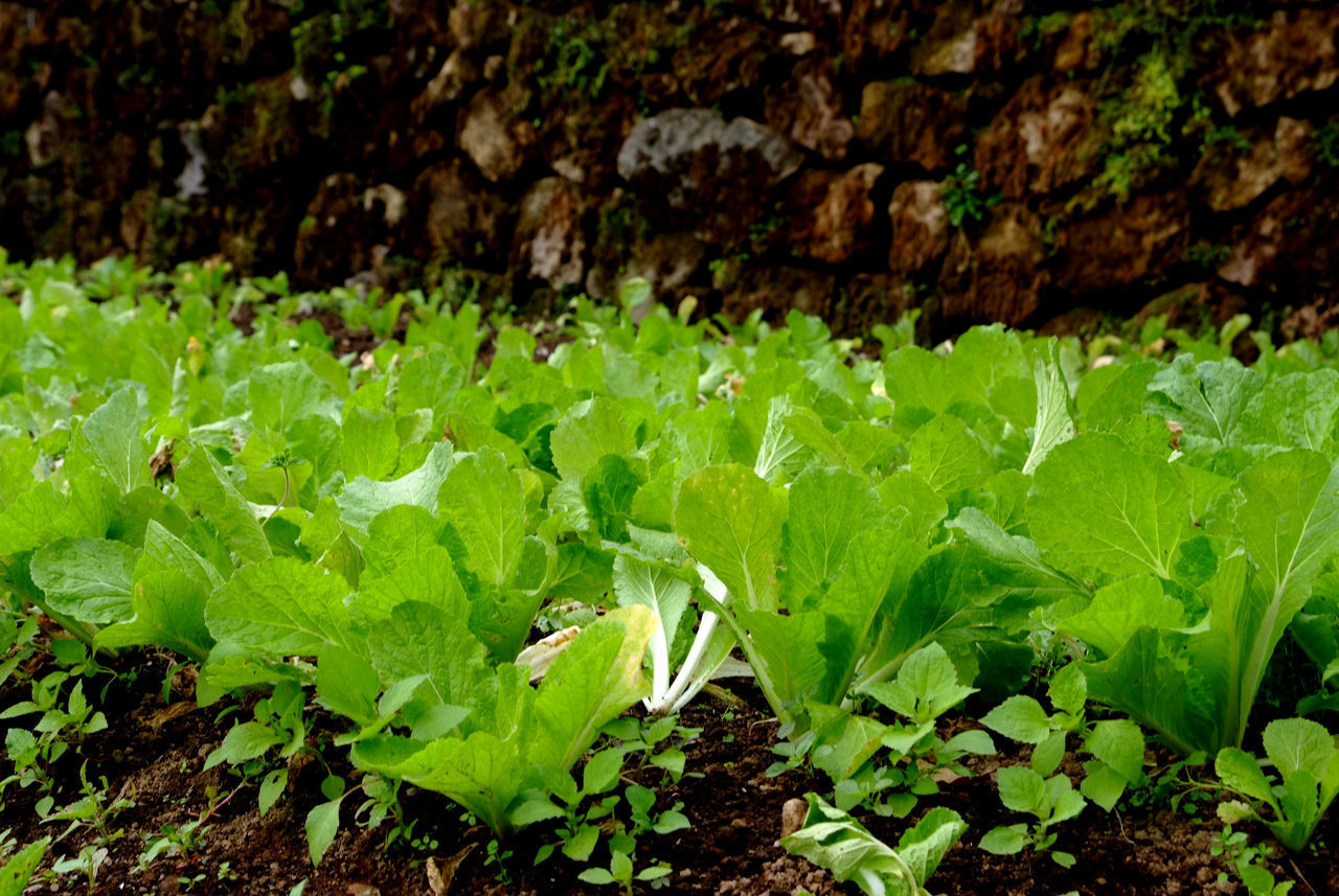 HIGH ANGLE VIEW OF GREEN PLANTS ON FIELD