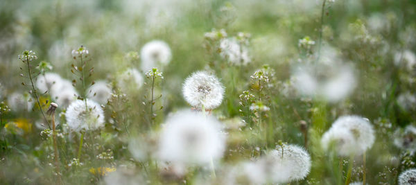 Close-up of white dandelion flowers on field