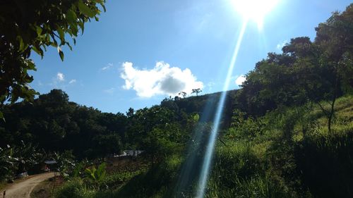 Low angle view of rainbow over trees in forest