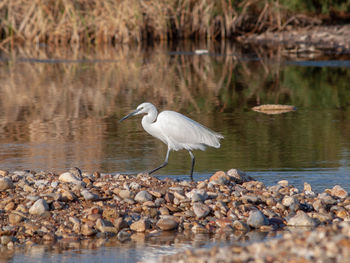 Gray heron in lake searching for food