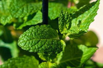 Close-up of green leaves