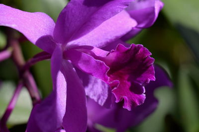 Close-up of purple flowers blooming outdoors