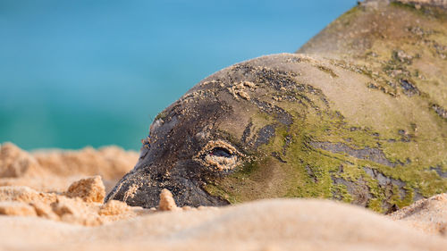 Seal relaxing on sand at beach