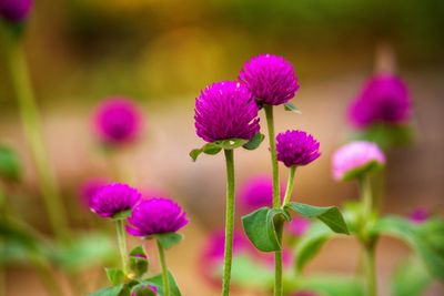 Close-up of pink flowering plant on field