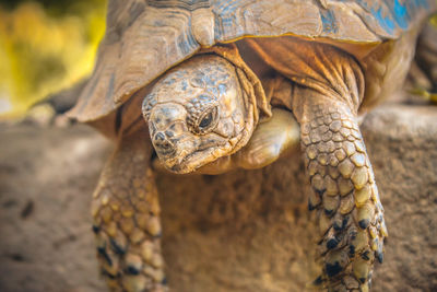 Close-up of tortoise