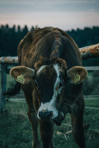 Portrait of cow standing on field