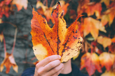 Cropped hand of man holding maple leaf during autumn