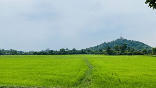 Scenic view of agricultural field against sky