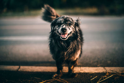 Portrait of dog standing on road