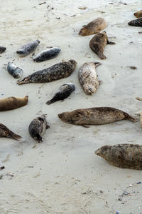 High angle view of stones on beach