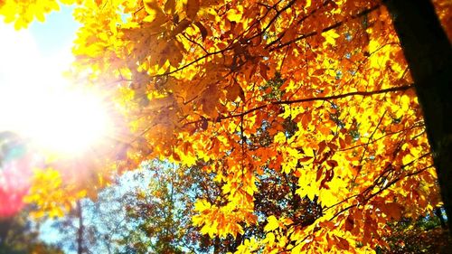 Low angle view of sun shining through trees