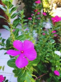 Close-up of pink flower blooming outdoors