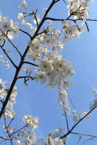 Low angle view of apple blossoms in spring