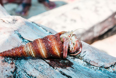 Close-up of crab on wood