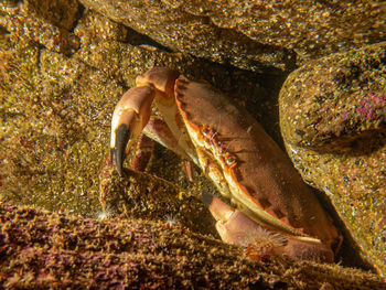 Close-up of crab in sea
