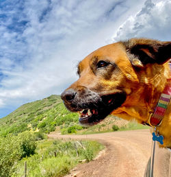 Dog looking away on mountain against sky