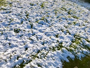 Close-up of frozen leaves during winter